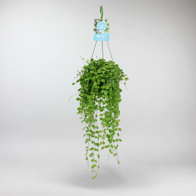 nickel plant succulent String of Nickels Plant – Easy Indoor Hanging Succulent – Bloombox Club