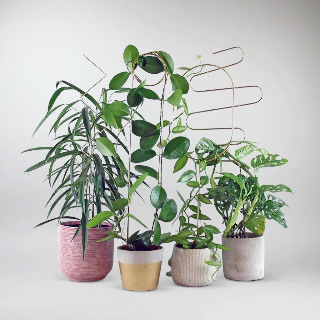 indoor house plant supports Stylish Plant Supports for Lush Growth: Upgrade Your Plant Care – Bloombox Club