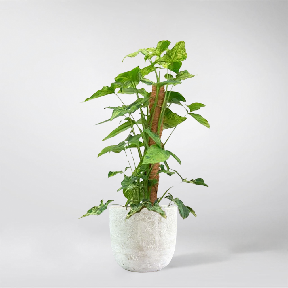 syngonium moss pole Syngonium Mottled Mosstok