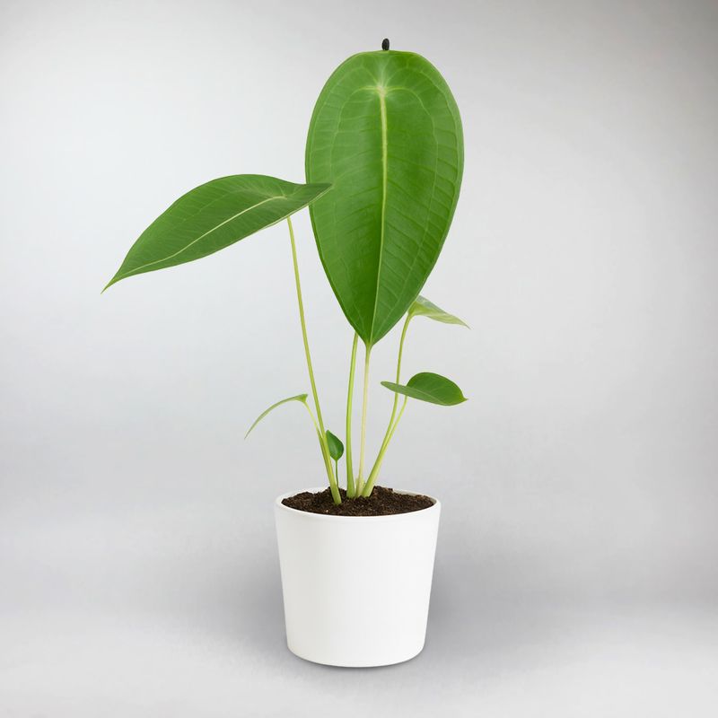 anthurium peltatum Turtle Shell Anthurium