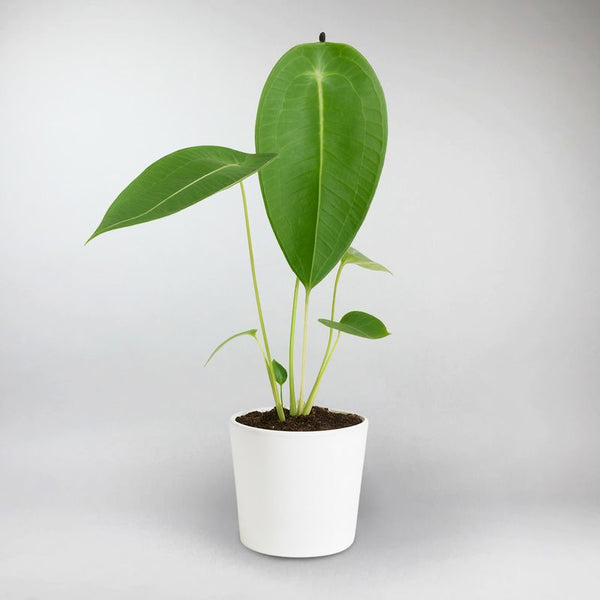anthurium fasciale Turtle Shell Anthurium