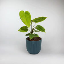 Turtle Shell Anthurium Terrarium Plant | Anthurium Peltigerum