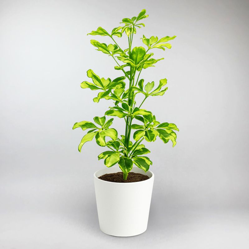 schefflera arboricola charlotte Umbrella Plant 'Charlotte'
