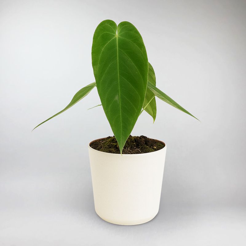 anthurium queremalense Velvet Leaf Anthurium