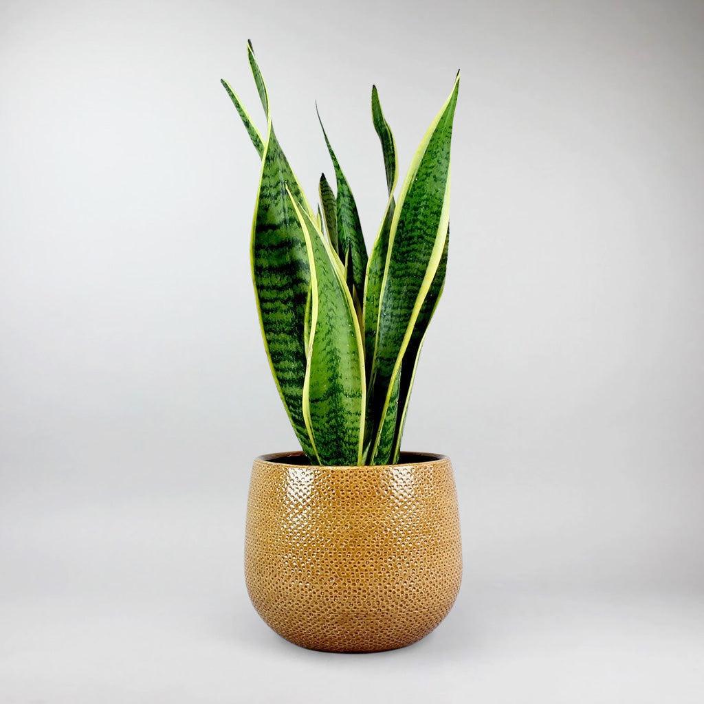 ochre plant pot Venti Ochre Plant Pot