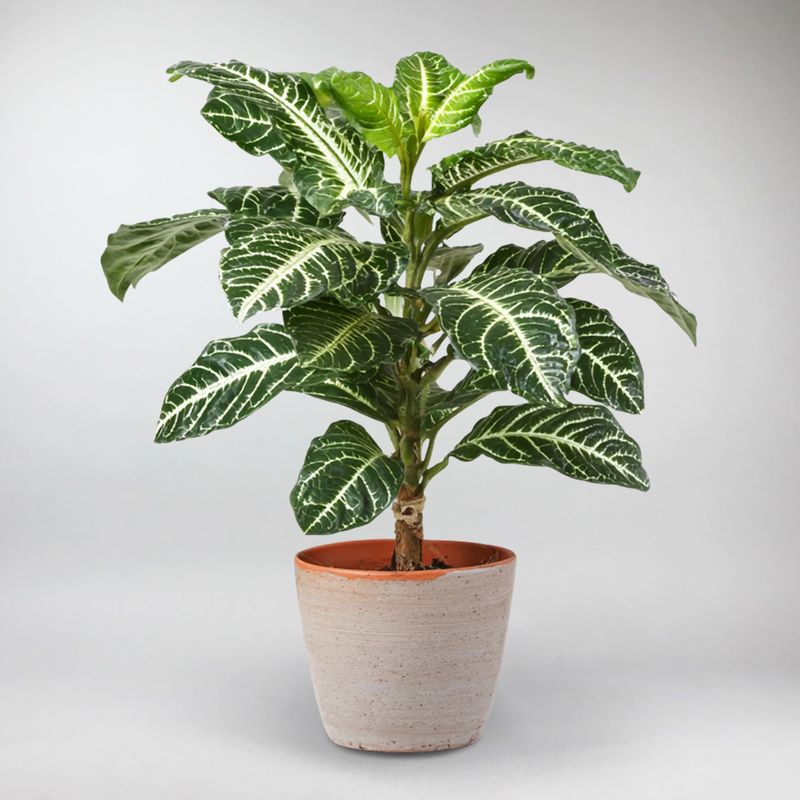 zebra palm plant Zebra Plant (Aphelandra squarrosa)