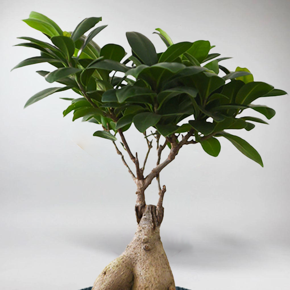 Mini Ficus Mini Bonsai Ficus Ginseng: 15-Year-Old Tree for Terrariums – Bloombox Club