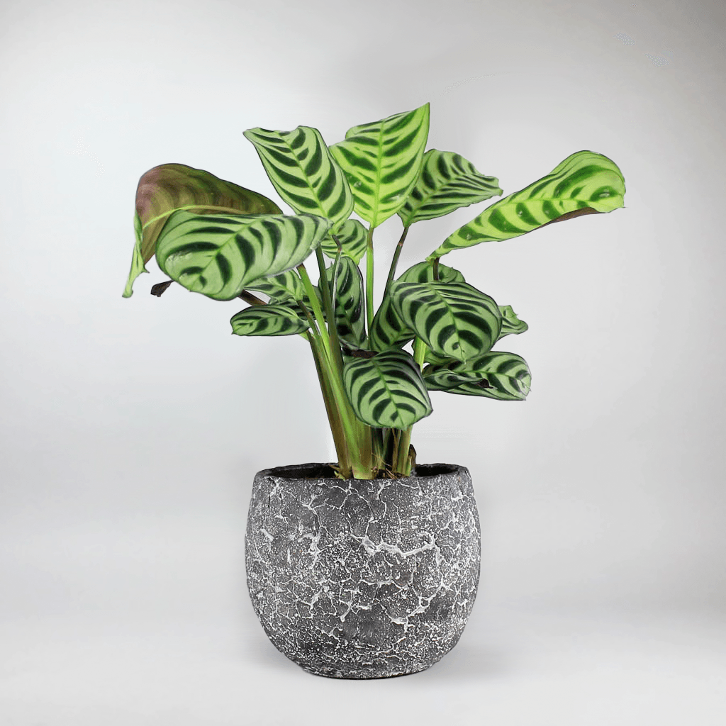 fishbone prayer plant Fishbone Prayer Plant - Calathea Never Never