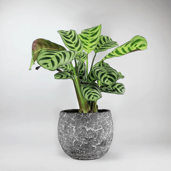 Fishbone Prayer Plant - Calathea Never Never