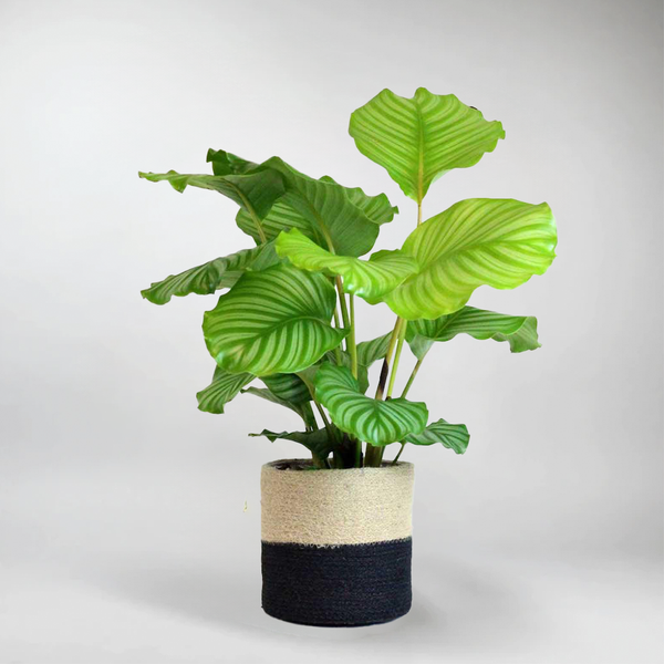 calathea toom Calathea Orbifolia: Stunning Round-Leaf Prayer Plant for Your Home –  Bloombox Club