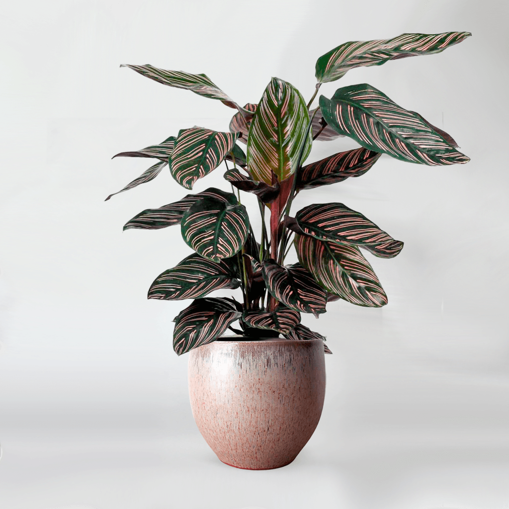 prayer plant pink stripes Calathea Pink Ornata Plant