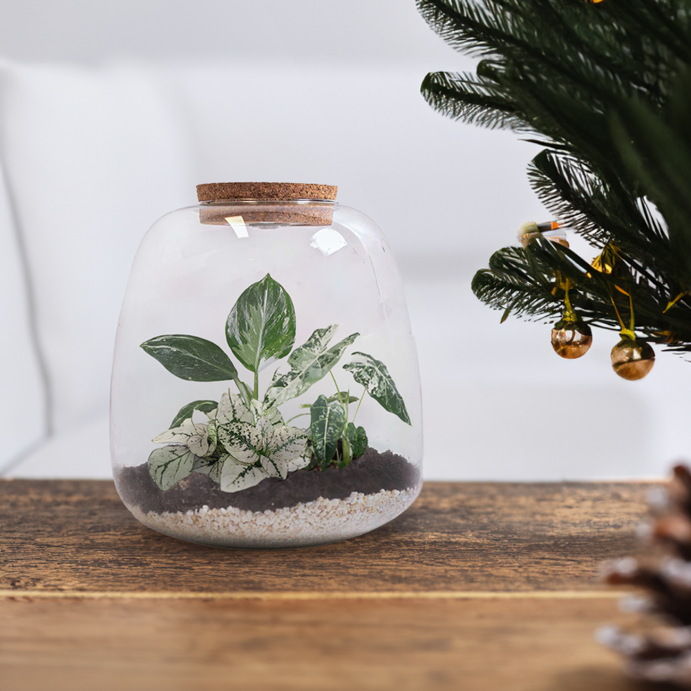 terrarium plante truffaut White Jungle Terrarium DIY Kit