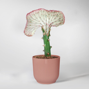 Set: Coral Cactus with Elho Pot