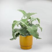 Felt Plant | Kalanchoe beharensis