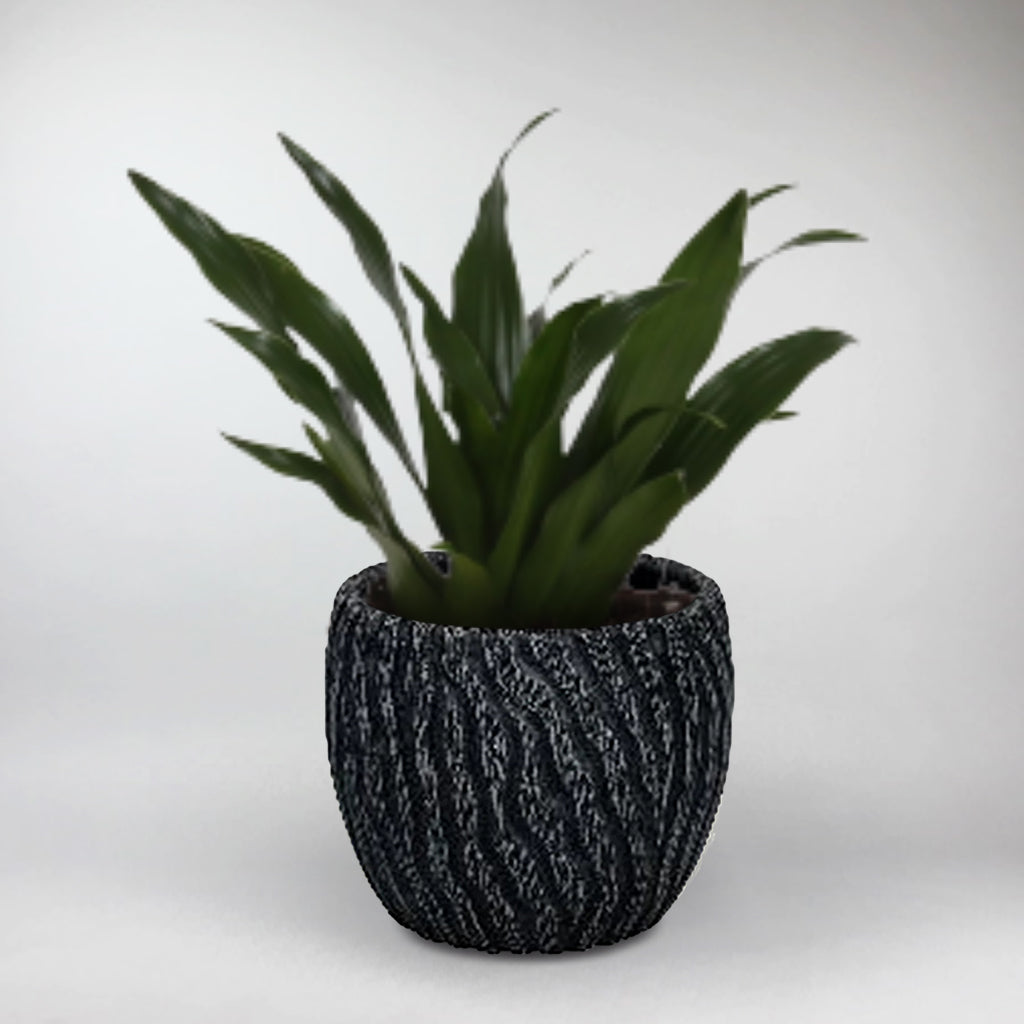 dracaena compacta black leaves Dracaena Compacta Plant in Stylish Black Cement Pot – Indoor Decor – Bloombox Club