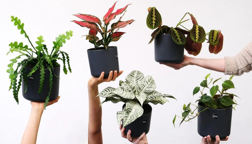 Plant online gift online