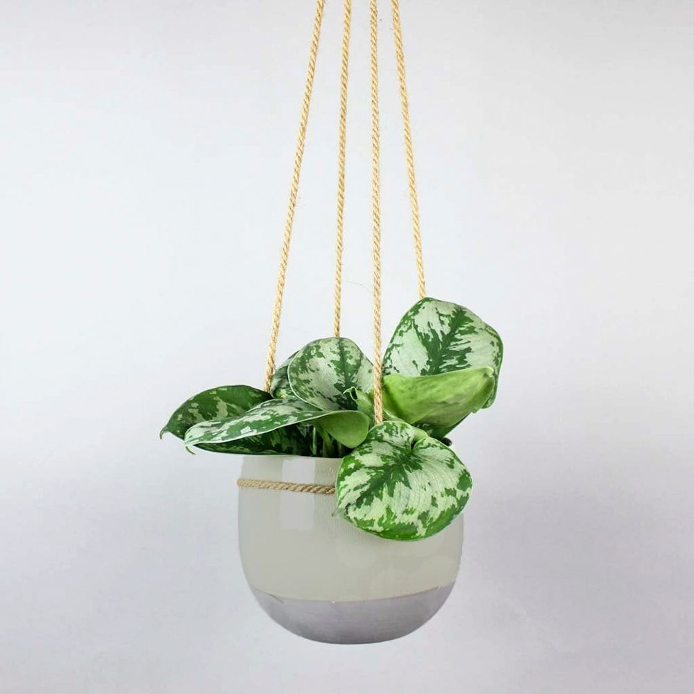 Hitch Hanging Pot: Space-Saving Solution for Your Indoor Garden ...