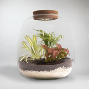 Paradise Plant Terrarium DIY Kit | Build Your Own Miniature Ecosystem