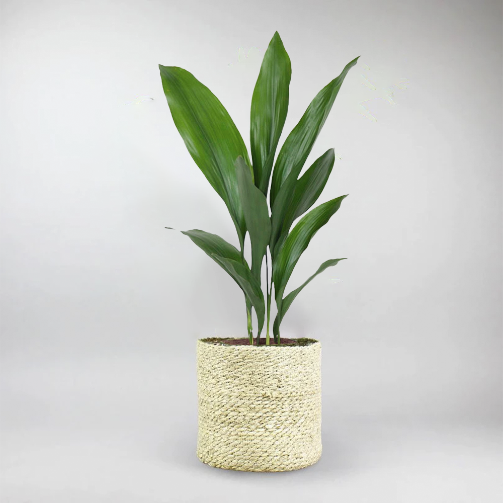 cast iron plant clean air Cast Iron Plant – Aspidistra Elatior Houseplant