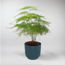 Mini Lace Fern | Asparagus Plumosus Terrarium Plant