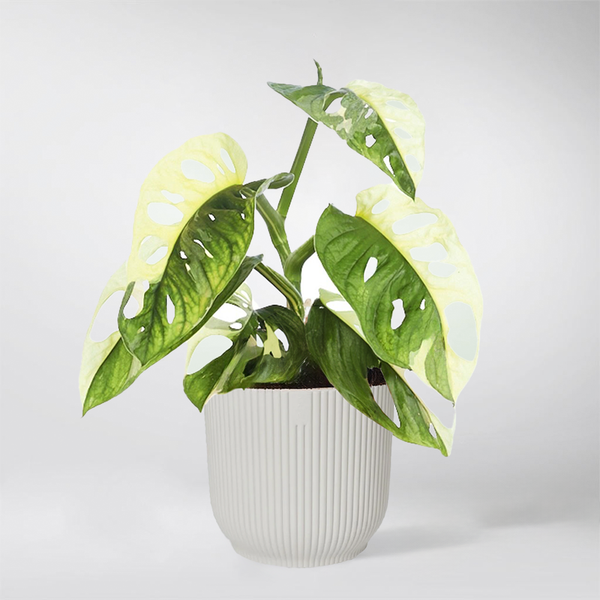 Monstera Adansonii Variegata – Rare & Stunning Tropical Plant – Bloombox  Club