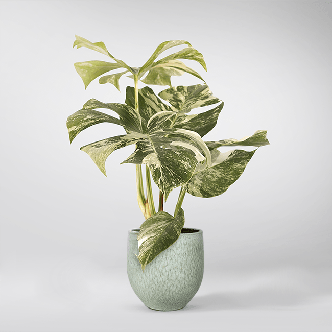 monstera deliciosa variegata kaufen Monstera Deliciosa Variegata – Rare, Exotic & Air-Purifying Plante – Bloombox Club