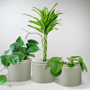 Luck, Love and Money Plant Wishes |  Gift for Plant Lovers
