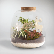 Christmas North Star Terrarium Gift | Plant Christmas Gifts and Natural Holiday Decoration