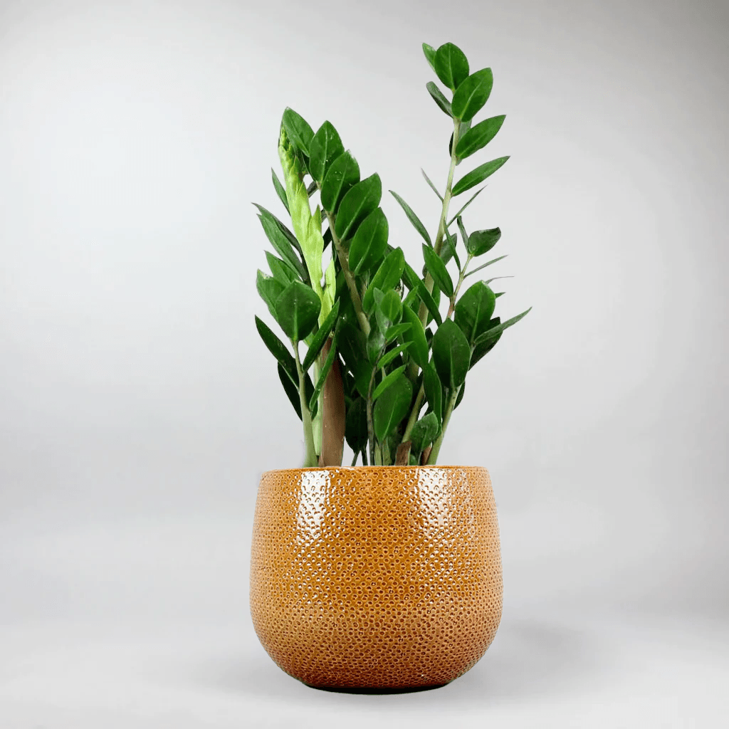 large ochre plant pot Venti Ochre Plant Pot