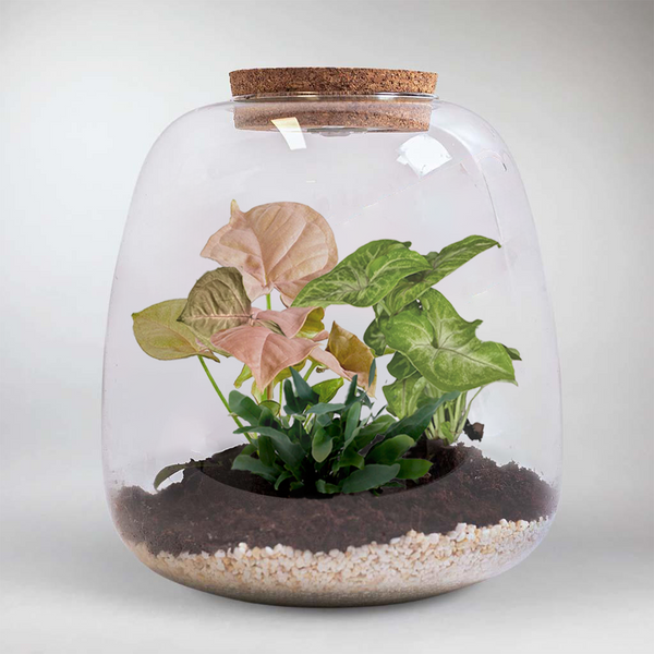 Valentine's Tropical Terrarium DIY Kit – Bloombox Club