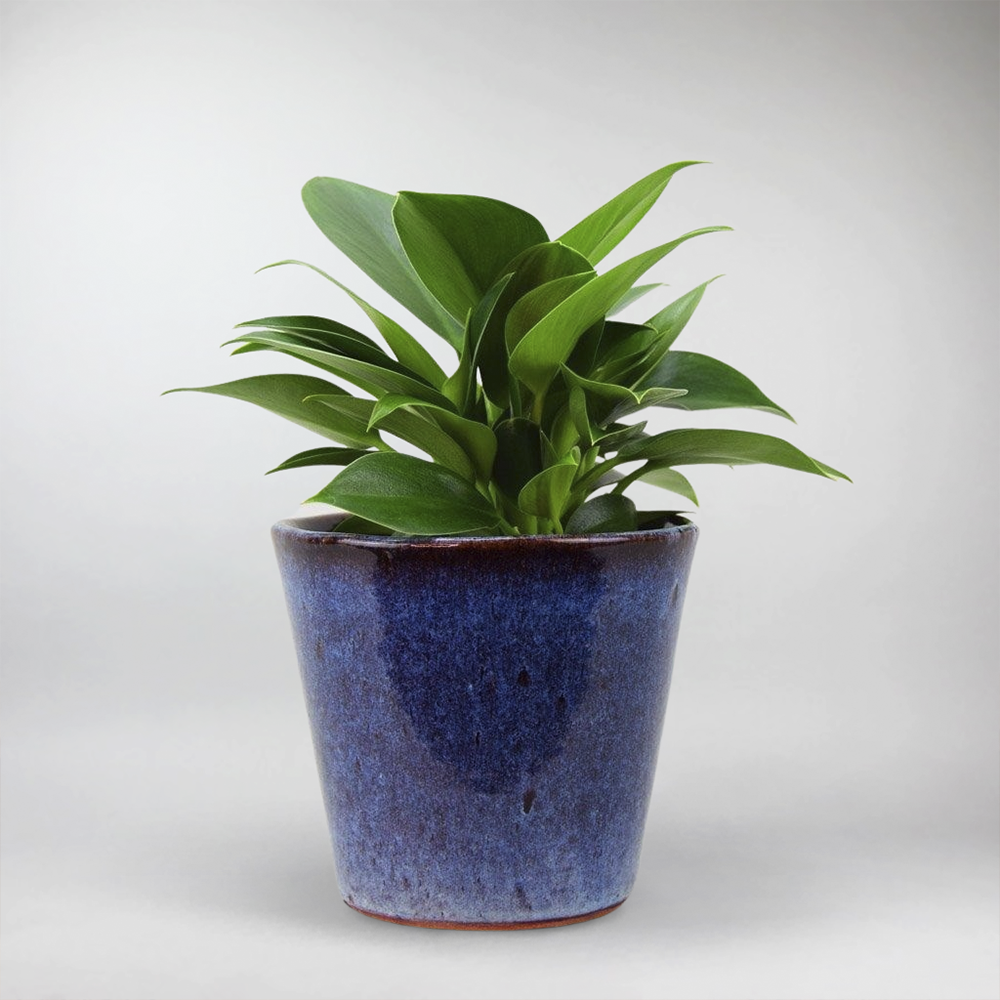 philodendron green princess large Philodendron Green Princess: Compact, Glossy, Low-Maintenance Plant – Bloombox Club