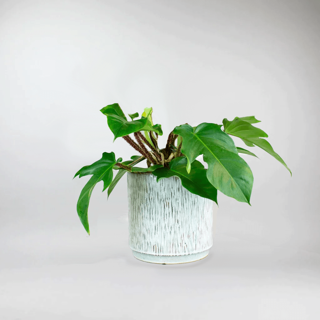 is philodendron squamiferum rare Philodendron Tree Hugger: Rare Climbing Plant with Frame – Bloombox Club