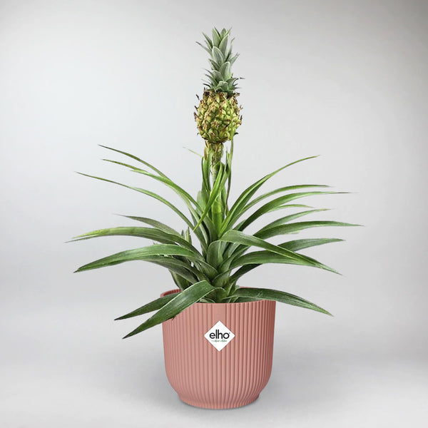 Pineapple Plant with Pink ELHO Vibes Pot