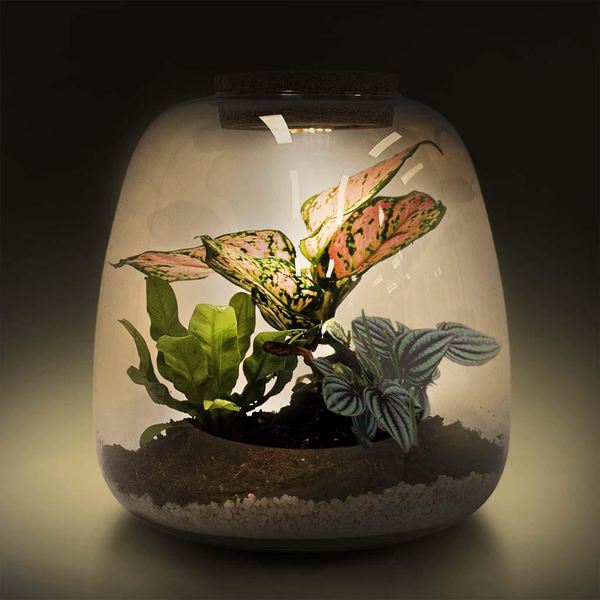 pink terrarium plant Pink Amazonas Terrarium Kit: Eco-Friendly, Self-Sustaining, Perfect Gift –  Bloombox Club