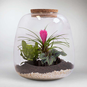 Pink Amazonian Plant Terrarium DIY Kit | Build your Miniature Ecosystem