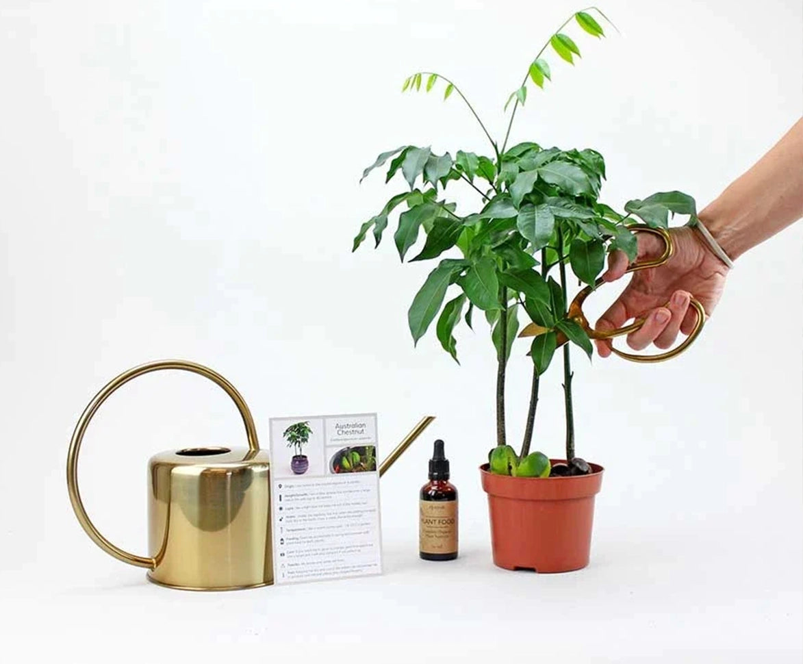 plant_care_guide_uk_indoor_plants_delivery - Bloombox Club
