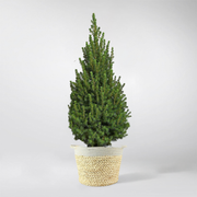 Potted Christmas Tree 50-90 cm | Picea Glauca