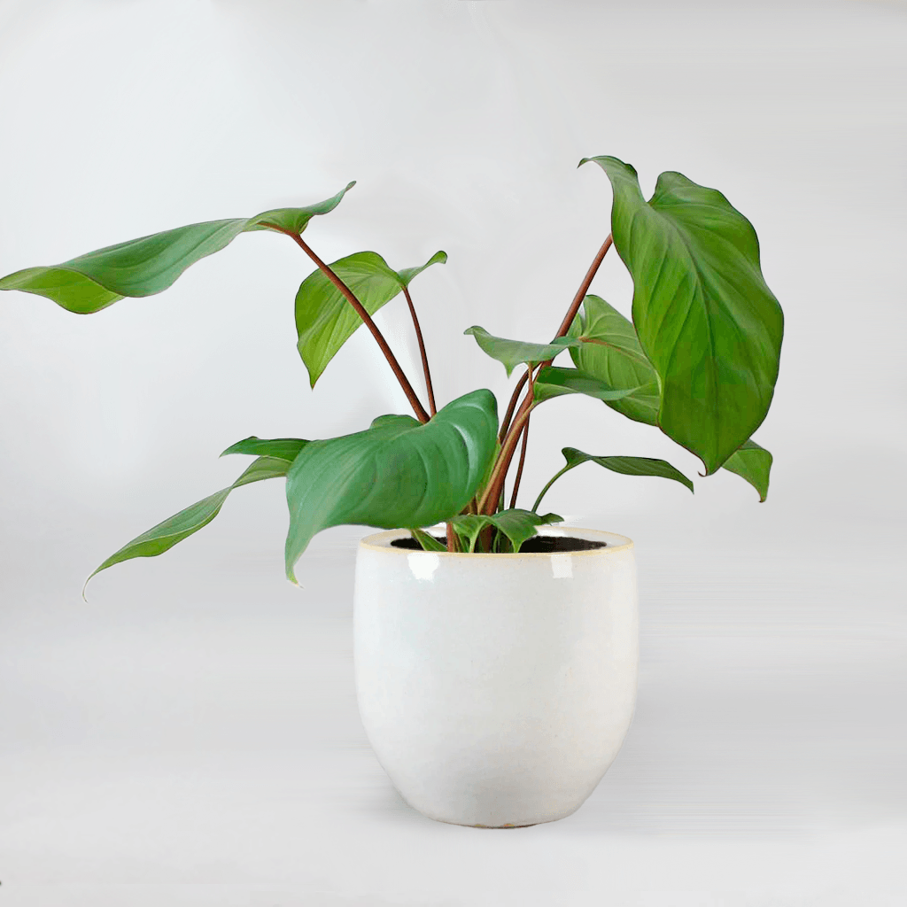 philodendron maggy Homalomena Rubescens 'Maggy' – Rare, Exotic, and Easy to Grow – Bloombox Club
