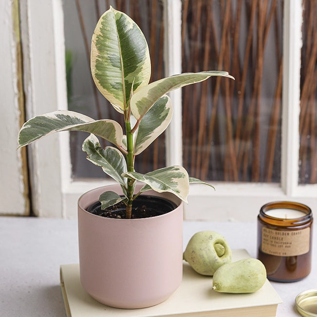 tineke rubber tree plant Ficus Elastica Tineke Rubber Plant – Variegated Indoor Foliage – Bloombox Club