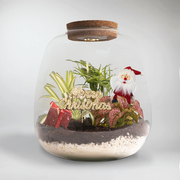 Santa Claus Terrarium Gift | Plant Christmas Gifts and Natural Holiday Decoration