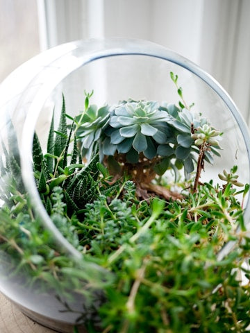 Terrarium Plant