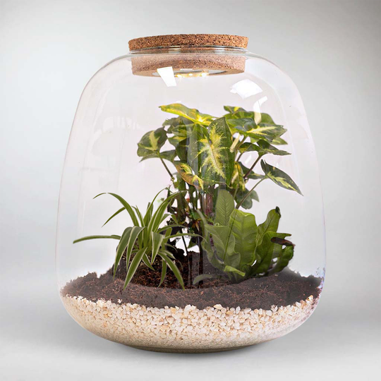 Create a Tropical MiniEcosystem with a Stunning Terrarium Kit Bloombox Club