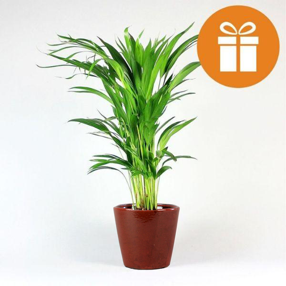 Plant Subscription Gift Card Monthly Plant Subscription