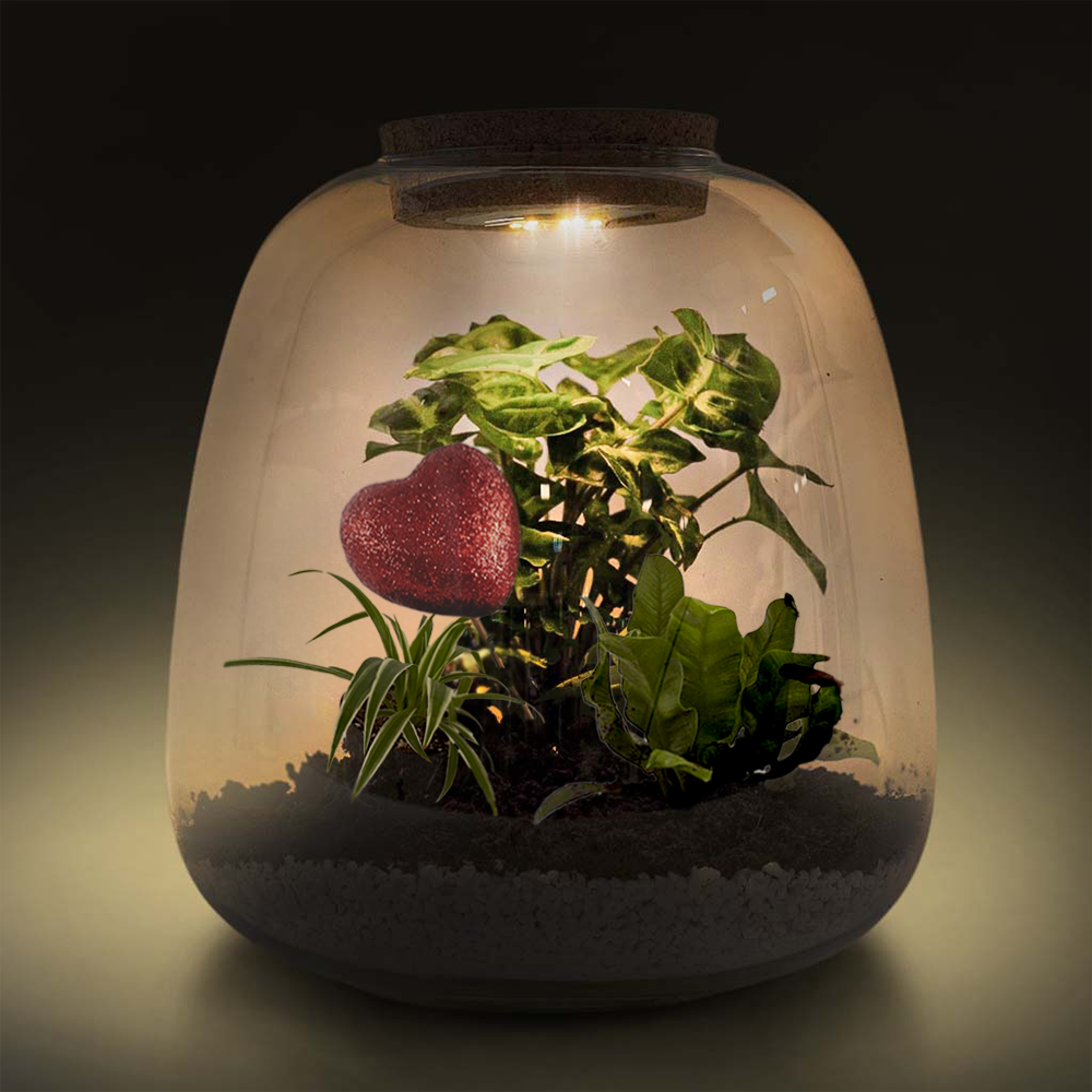 DIY Tropical Plant Terrarium Kit