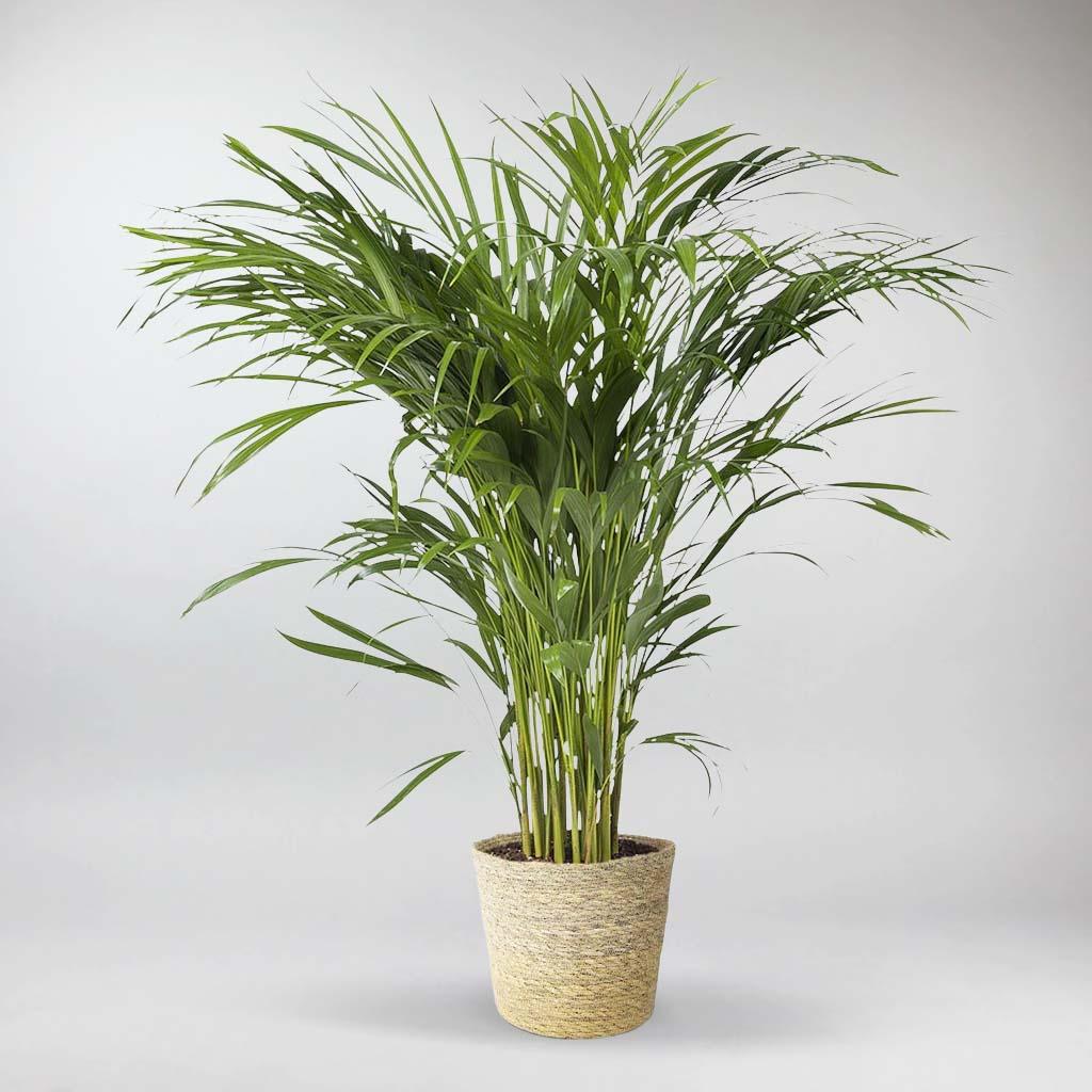 areca palm names Areca Palm – Elegant, Air-Purifying Indoor Palm for Your Home – Bloombox Club