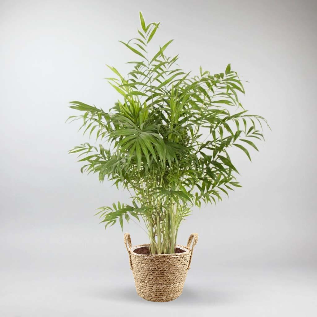 victorian palm plant Parlour Palms:| Victorian-Era Pet-Friendly Chamaedorea Elegans – Bloombox Club