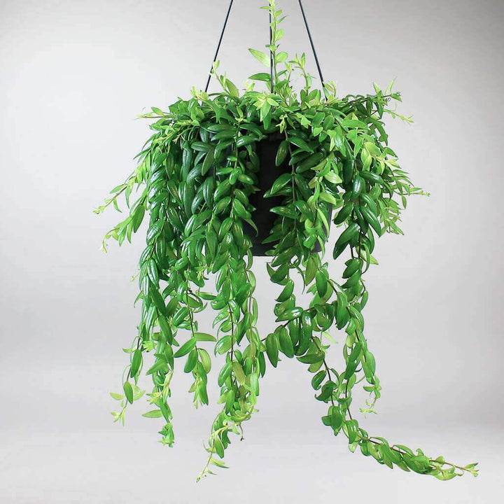 Hanging Indoor Plants Enhance Your Space with Trailing Plants