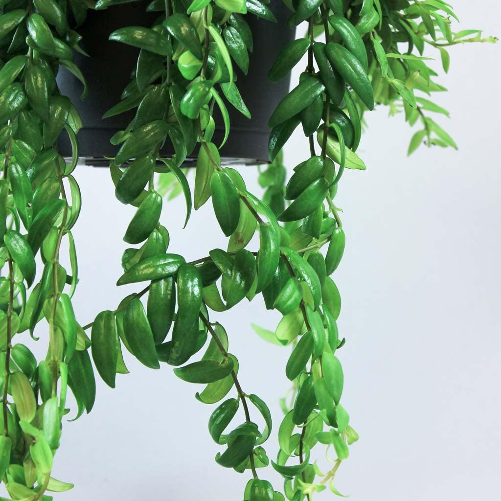 Lipstick Plant Aeschynanthus Japhrolepis Bloombox Club