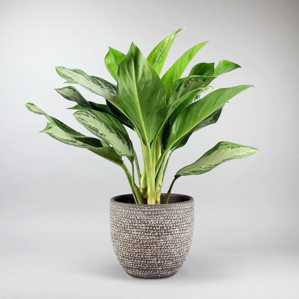 chinese evergreen snake plant Chinese Evergreen Silver Bay