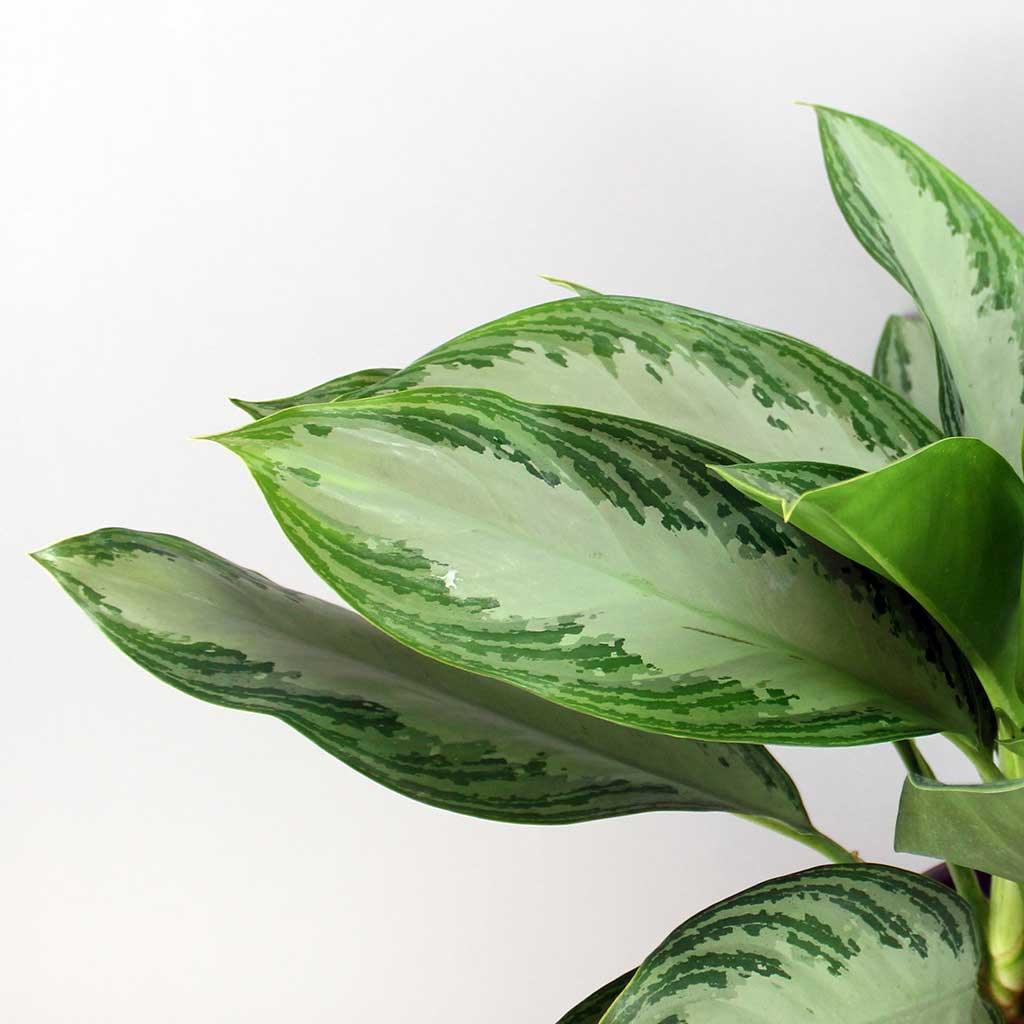 chinese evergreen air purifying plants Chinese Evergreen Silver Bay